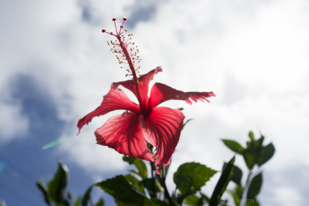 20130903-_DSC0972-hibiscus.jpg