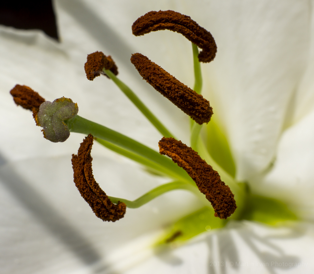 Stamen