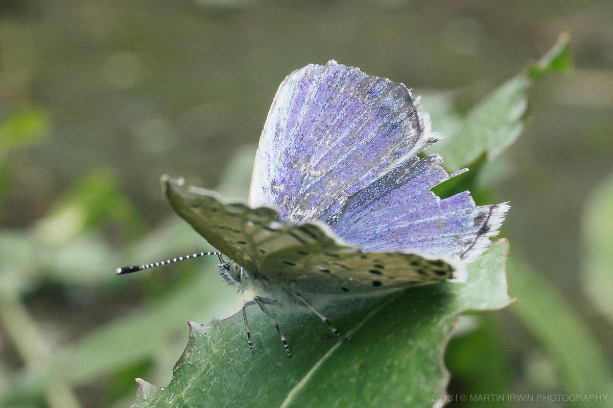 20130801-_DSC0041.jpg