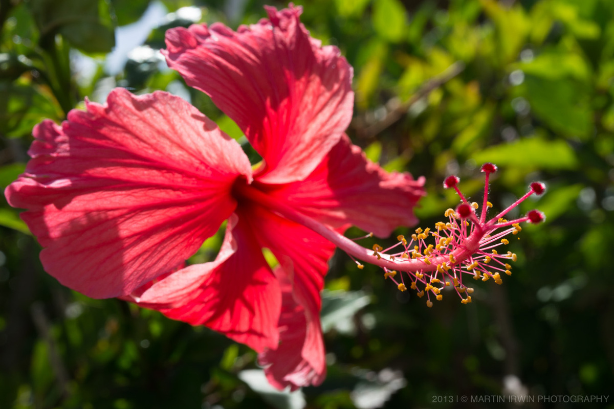 20130903-_DSC0974-hibiscus.jpg